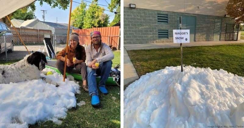 Dog spends last day frolicking in the snow, thanks to kind park rangers: 'Rest well, snow queen'