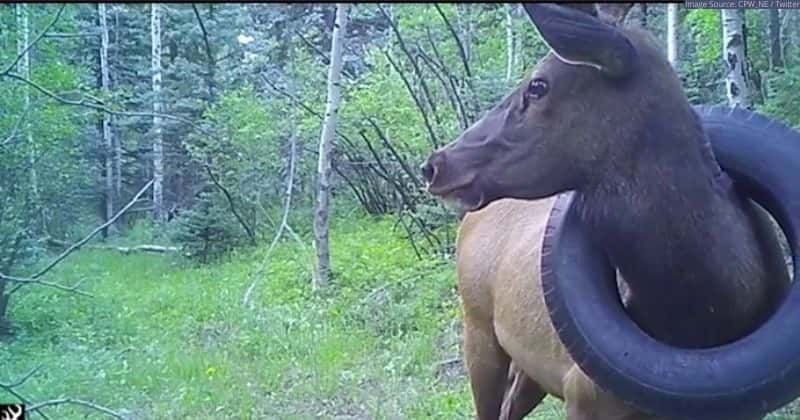 An elk was stuck in a tire for two years. Wildlife rangers finally freed him after many tries.
