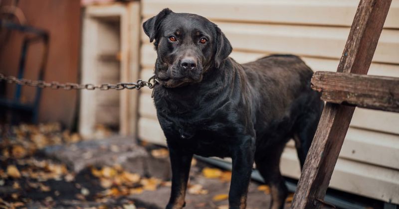 New Texas law makes it illegal to chain up dogs outside
