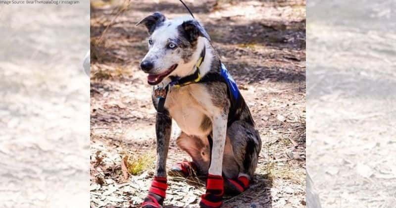 Meet Bear, the heroic dog who saved over 100 koalas from Australia's bushfires