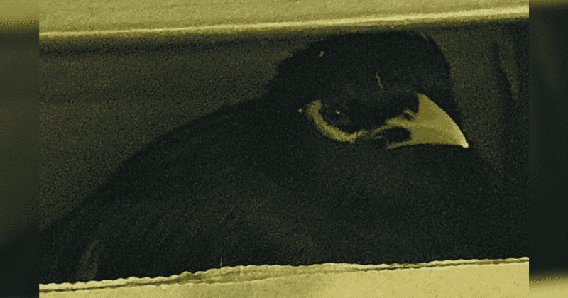 Afghan refugee's pet bird saved by French diplomat is now a symbol of hope and says 'bonjour’