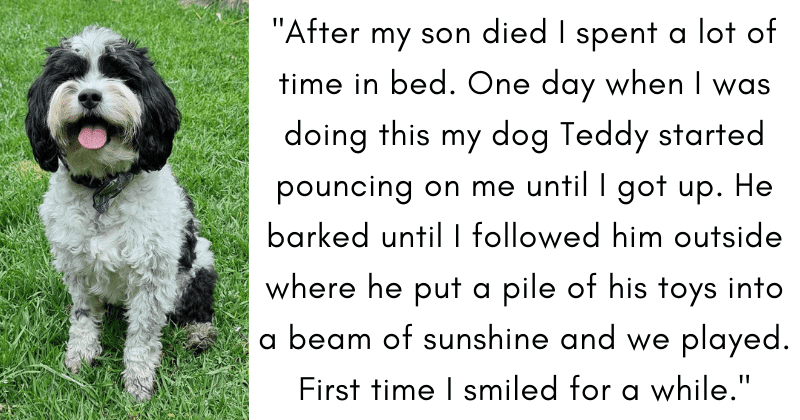 14 people reveal the most 'creepily intelligent' thing they saw their pet do