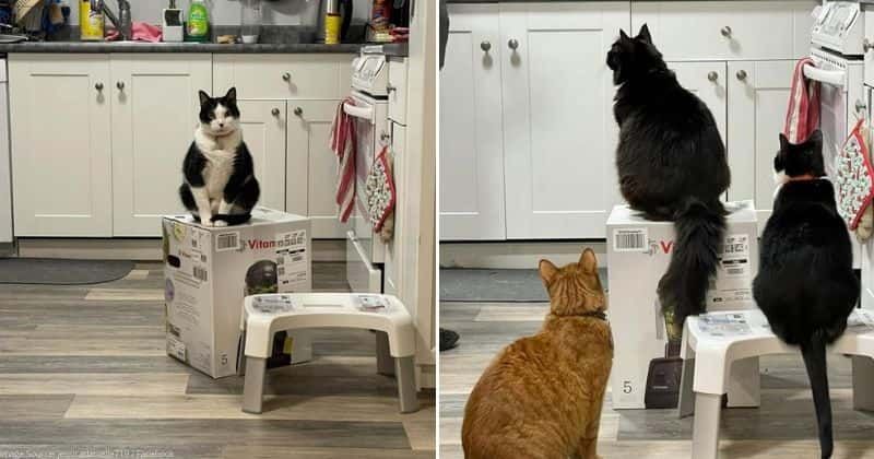 Woman asks Vitamix for empty boxes after cats take over one with new blender inside