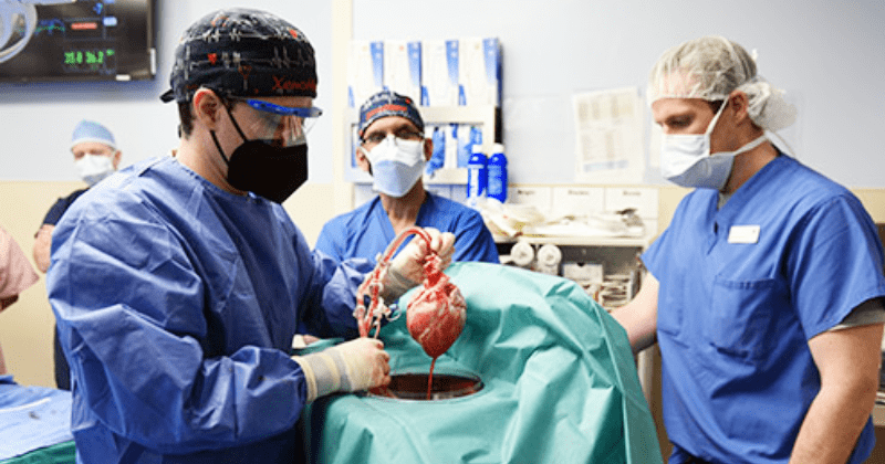 Doctors transplant pig’s heart into human patient for the first time, make history