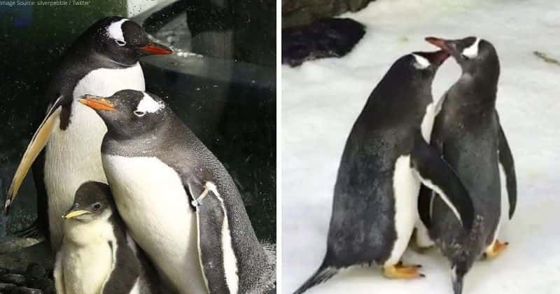 A gay penguin power couple is celebrating their third anniversary. Maybe true love does exist.