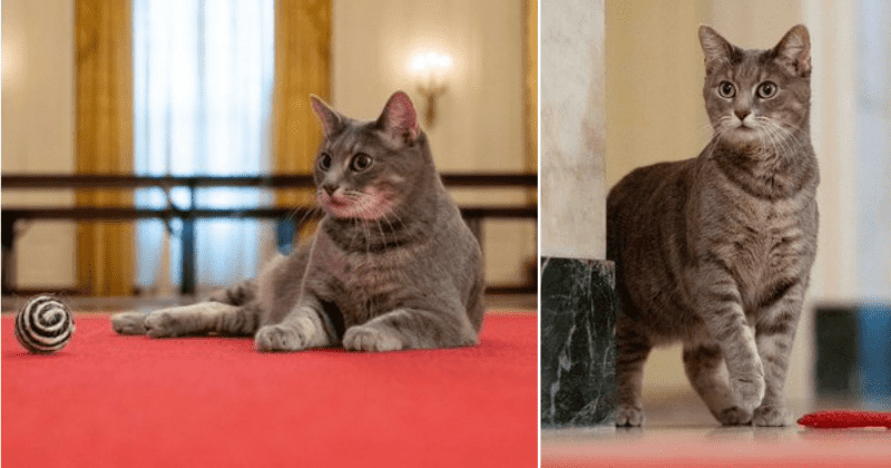 Relax, America: Willow the First Cat has officially moved into the White House