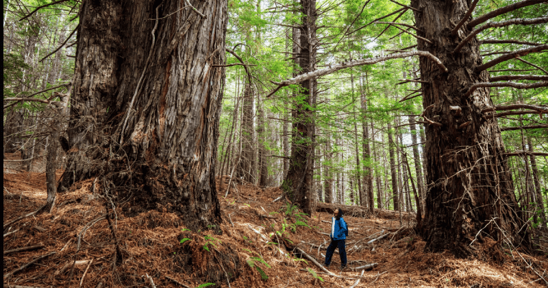 Redwood forest in California returned to Native Tribes: 'Our ancestors are still here'