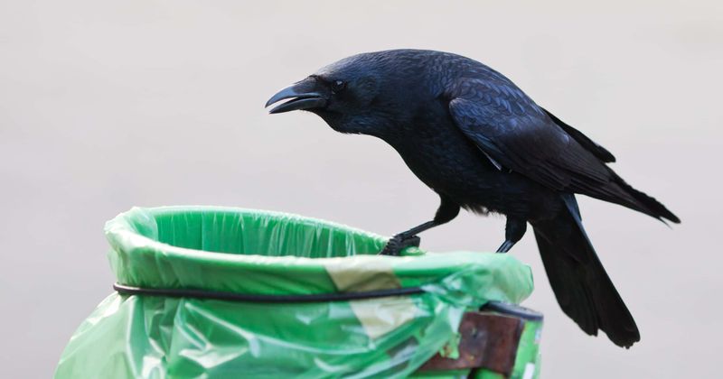A company in Sweden is training crows to pick up and dispose of cigarette butts because humans don't