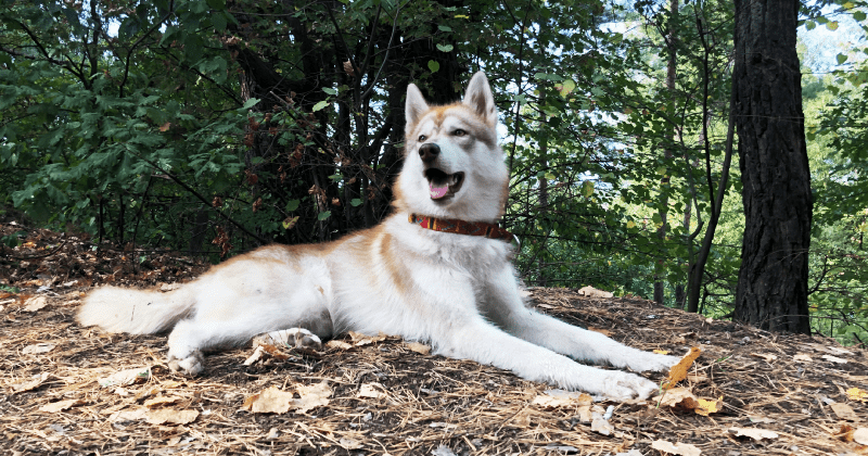 Ukrainian soldiers adopted a freezing puppy and named him Rambo. He now stands guard for them.