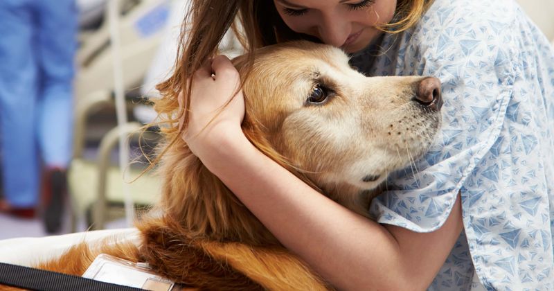Therapy dogs can help relieve pain in emergency room patients, new study finds