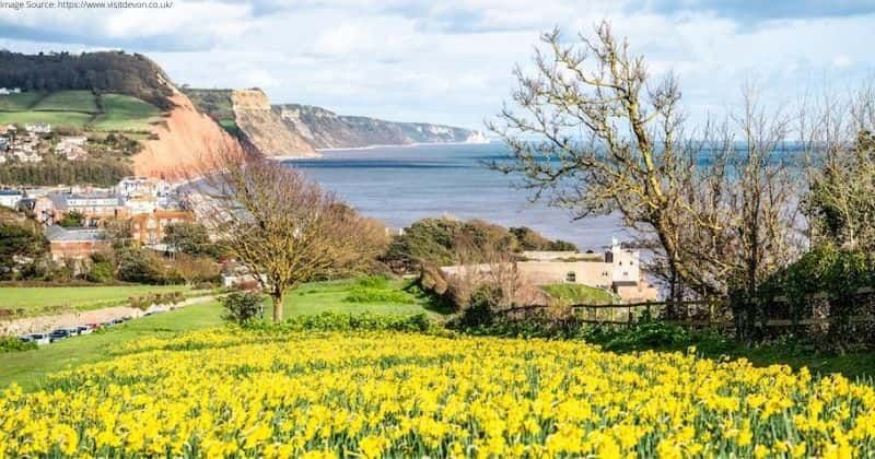 Millionaire donated his life savings to plant 100,000 daffodils. They're blooming now.