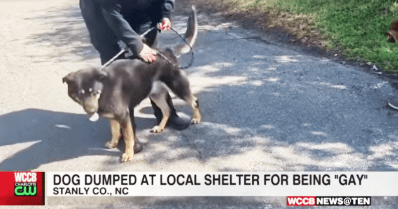 Gay couple adopts dog that was dumped by owners at shelter for being 'gay'