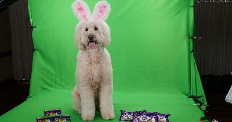 A therapy dog will be the next Cadbury Bunny and star in her own iconic commercial
