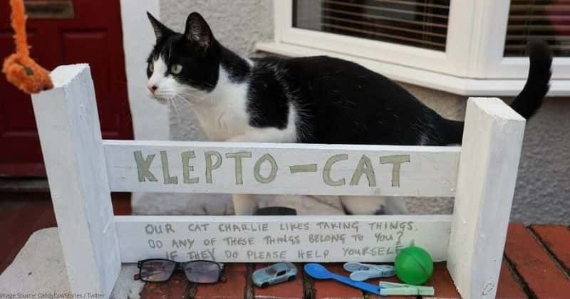 This 'klepto cat' stole so many items from his neighbors, his owner set up a reclamation shelf