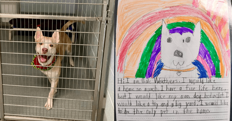 Second graders help shelter animals get adopted by writing adorable letters on their behalf