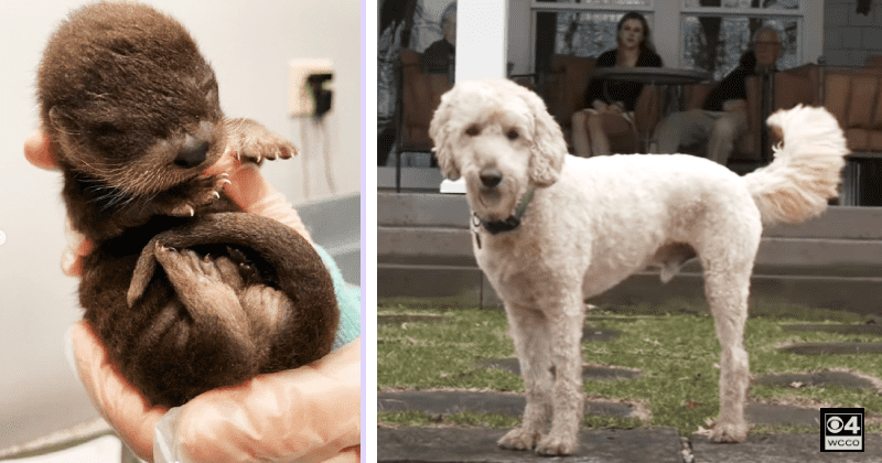 Three-legged dog battling cancer jumps into freezing river to save baby otter