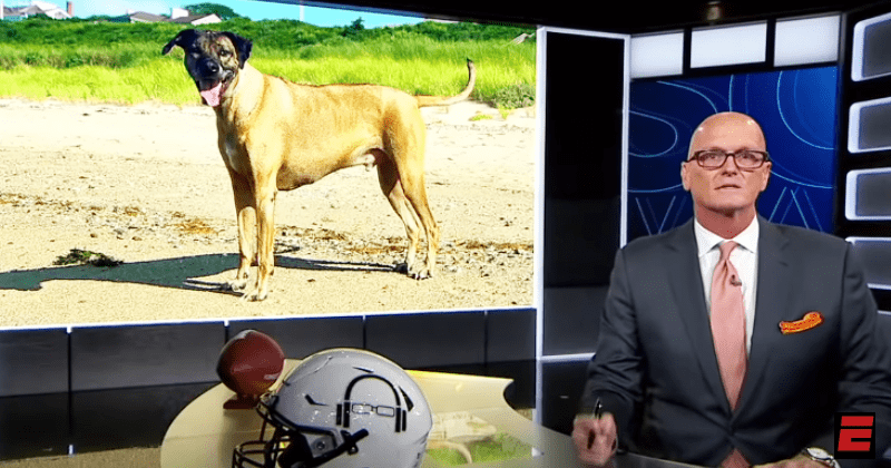 ESPN anchor explains a dog's love in tribute to his good boy Otis and it'll make you cry