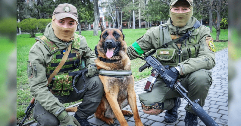 Dog abandoned by Russian troops finds a home with Ukrainian forces