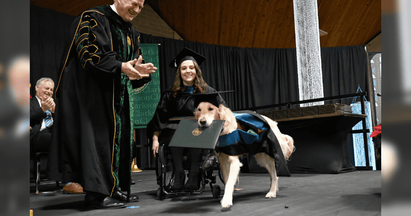 Service dog who got student through grad school gets awarded honorary diploma