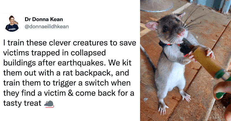 Rats wearing tiny backpacks with microphones are being trained to find earthquake survivors