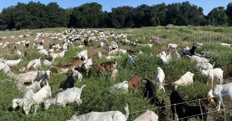 Hungry herds of goats are front-line workers in wildfire prevention around the country