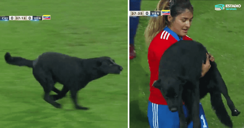 Good dog interrupts international soccer game, demands belly rubs from players