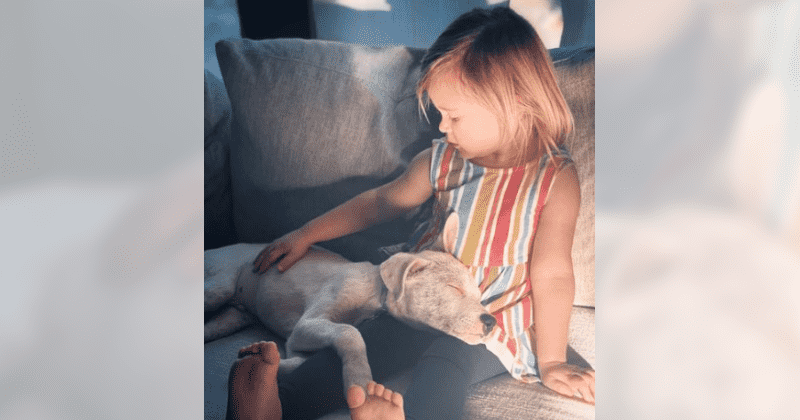 Two-year-old convinces mom to adopt deaf stray after falling in love through bedroom window