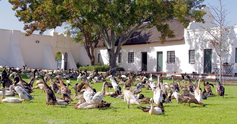 A battalion of duck 'soldiers' has been protecting this 300-year-old vineyard for decades