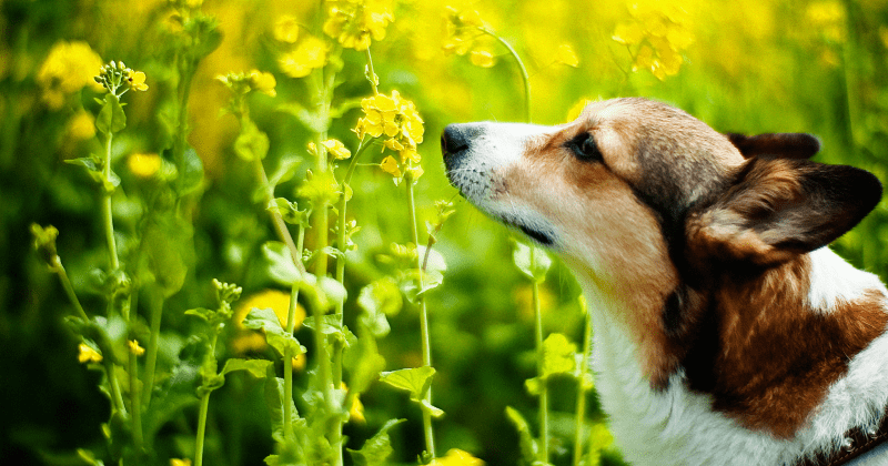 Dogs can ‘see’ with their noses, new study suggests