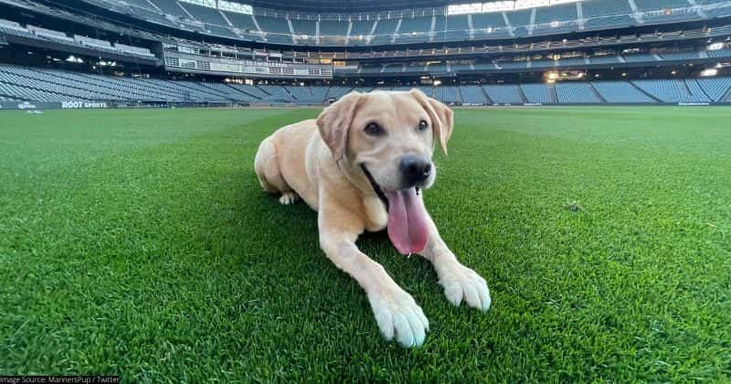 The Seattle Mariners have adopted a dog to save him from euthanasia