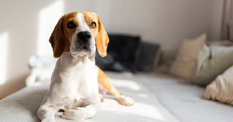 In Quebec, it will soon be illegal to declaw a cat or dock a dog's ears or tail