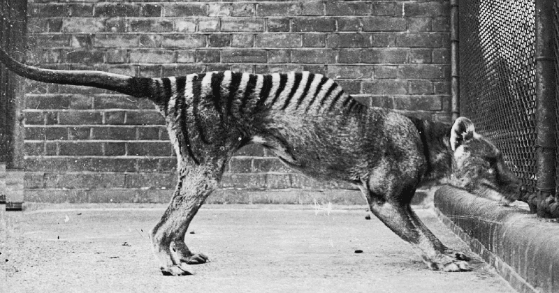 Scientists are planning to resurrect an animal that's been extinct since 1936