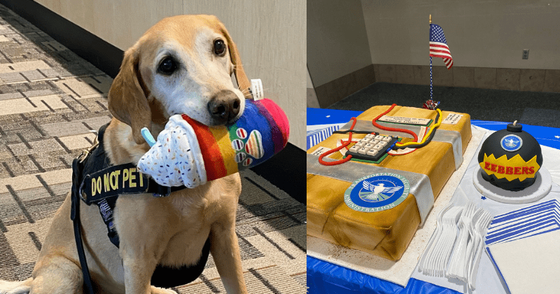 Eebbers, TSA's oldest and cutest bomb-sniffing dog, retires so he can finally enjoy just being a dog