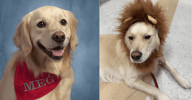 Middle school facility dog gets adorable yearbook photo treatment and we can't get enough of it