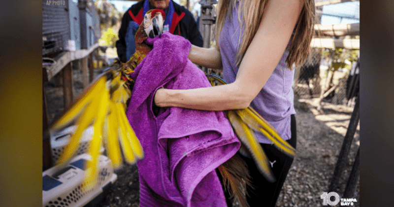 275 parrots were left stranded by Hurricane Ian. Rescuers are flocking to save them.