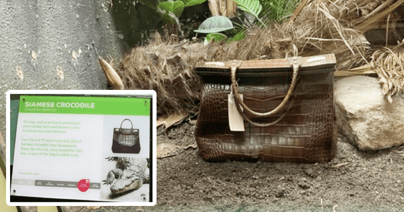 London Zoo displays crocodile skin handbag to raise awareness of illegal wildlife trade