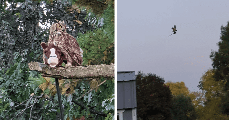 Eerie owl flies with a stick horse during the Halloween season resembling a witch riding a broom Eerie owl flies with a stick horse during the Halloween season resembling a witch riding a broom
