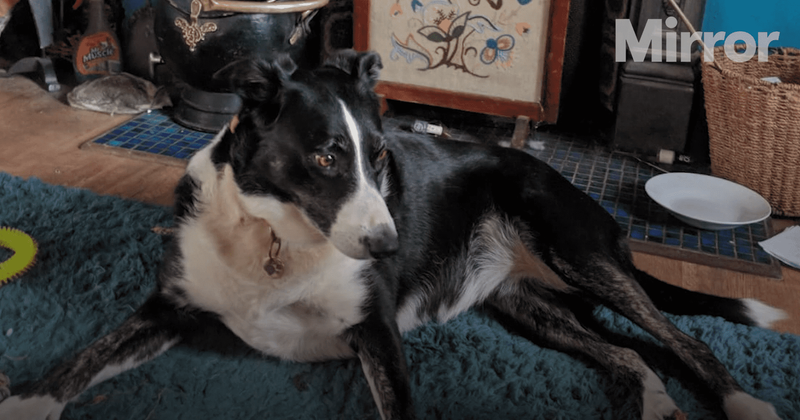 Clever dog who was lost reunited with family after she 'hands herself' to nearby police station 