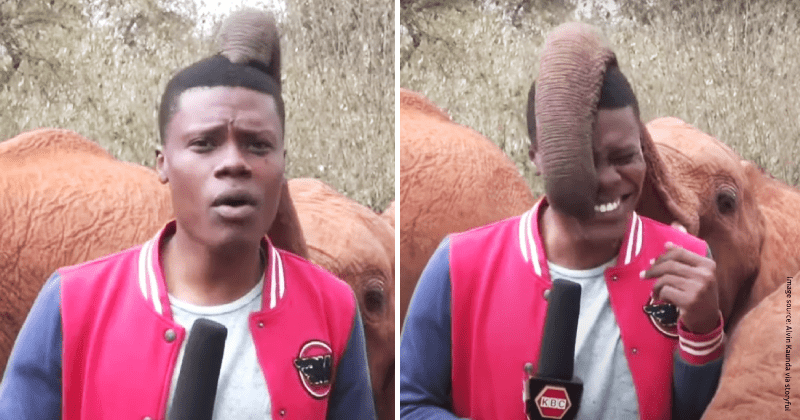 Baby elephant steals the spotlight by tickling journalist who was filming a report
