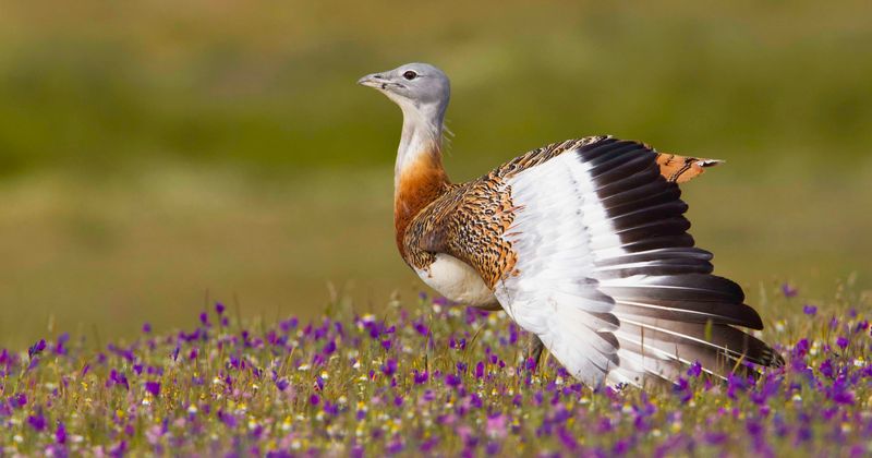 World's heaviest flying birds use two plants to self-medicate themselves, study suggests