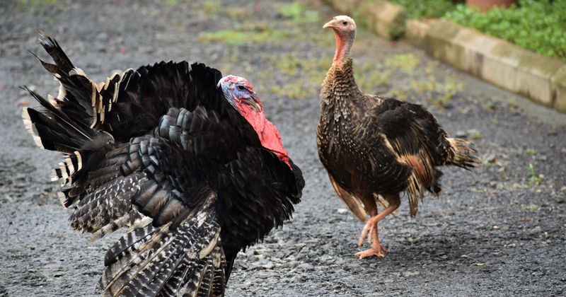Wild turkeys led by 'Kevin' are terrorizing people in a small town and it's straight out of a movie