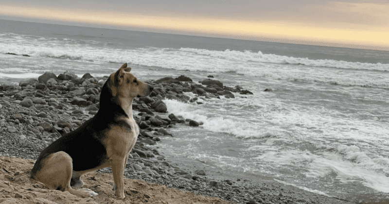 Loyal pup waits at the beach every day for his owner who died at sea years ago
