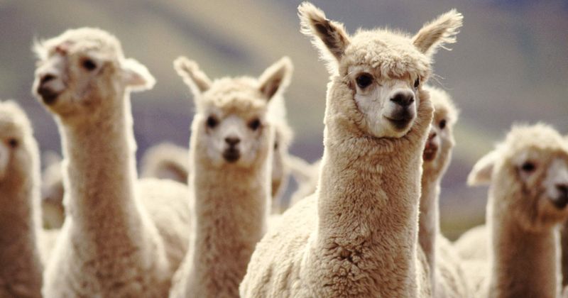 106-year-old's 'bucket list' wish to pat alpacas finally comes true: 'I love them'