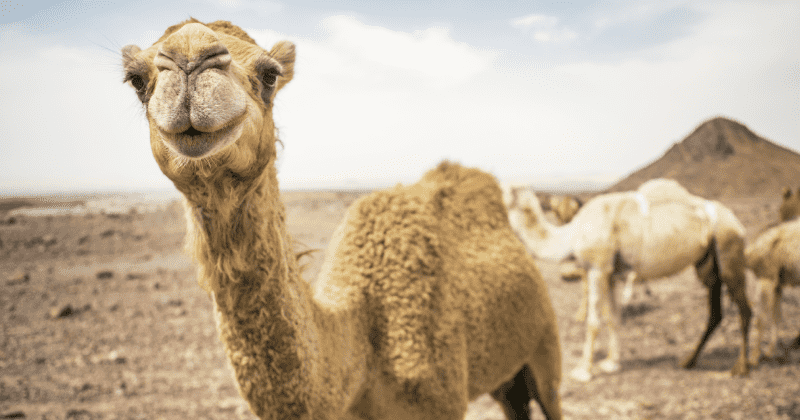 Qatar is hosting a beauty contest for camels and it is the most endearing thing you'll see
