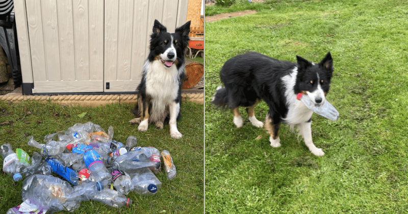 'Eco Dog' collects plastic bottles on his daily walks to help recycle and clean his town 