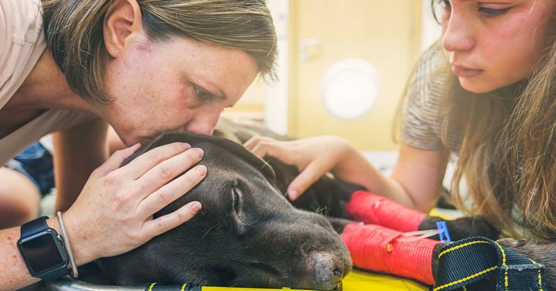 Counselors advised to take the loss of their client's pets as seriously as the death of family members