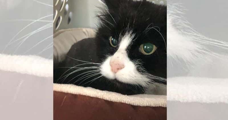 Family overjoyed after pet cat that went missing 10 years ago is found alive: 'Christmas miracle'