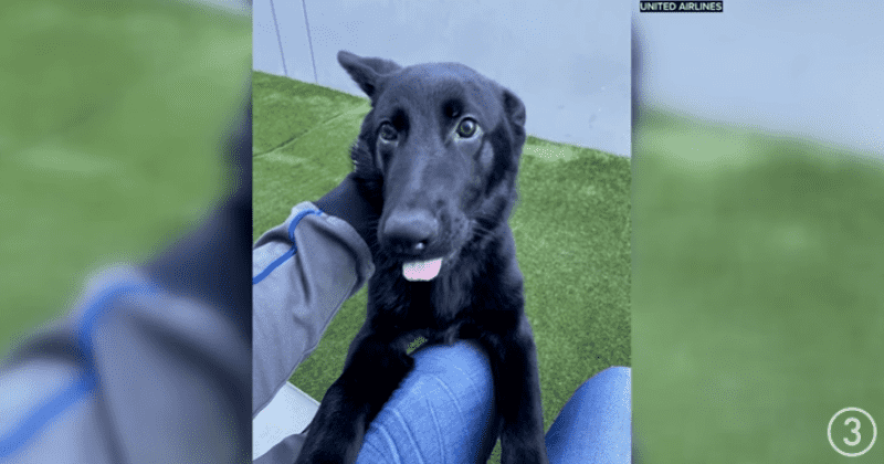This dog was abandoned at the San Francisco airport. Then one of the pilots adopted him