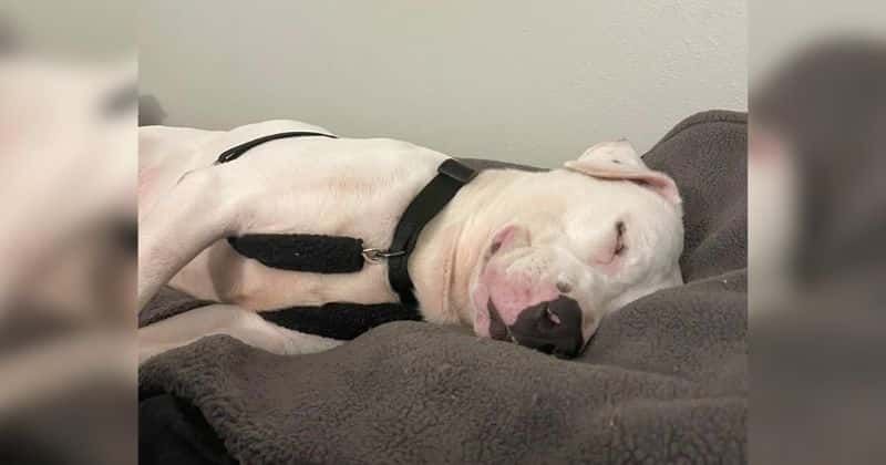 Petey the dog  smiles himself to sleep after finally getting adopted. He found his forever home
