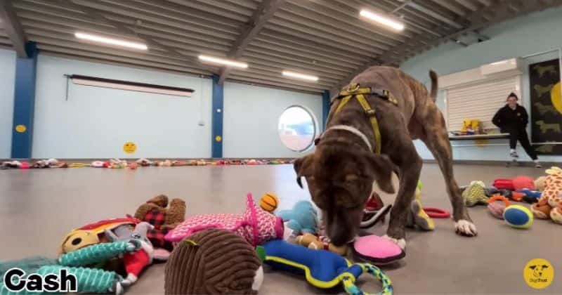 These rescue dogs get to choose their own Christmas gifts and it is the cutest thing ever 